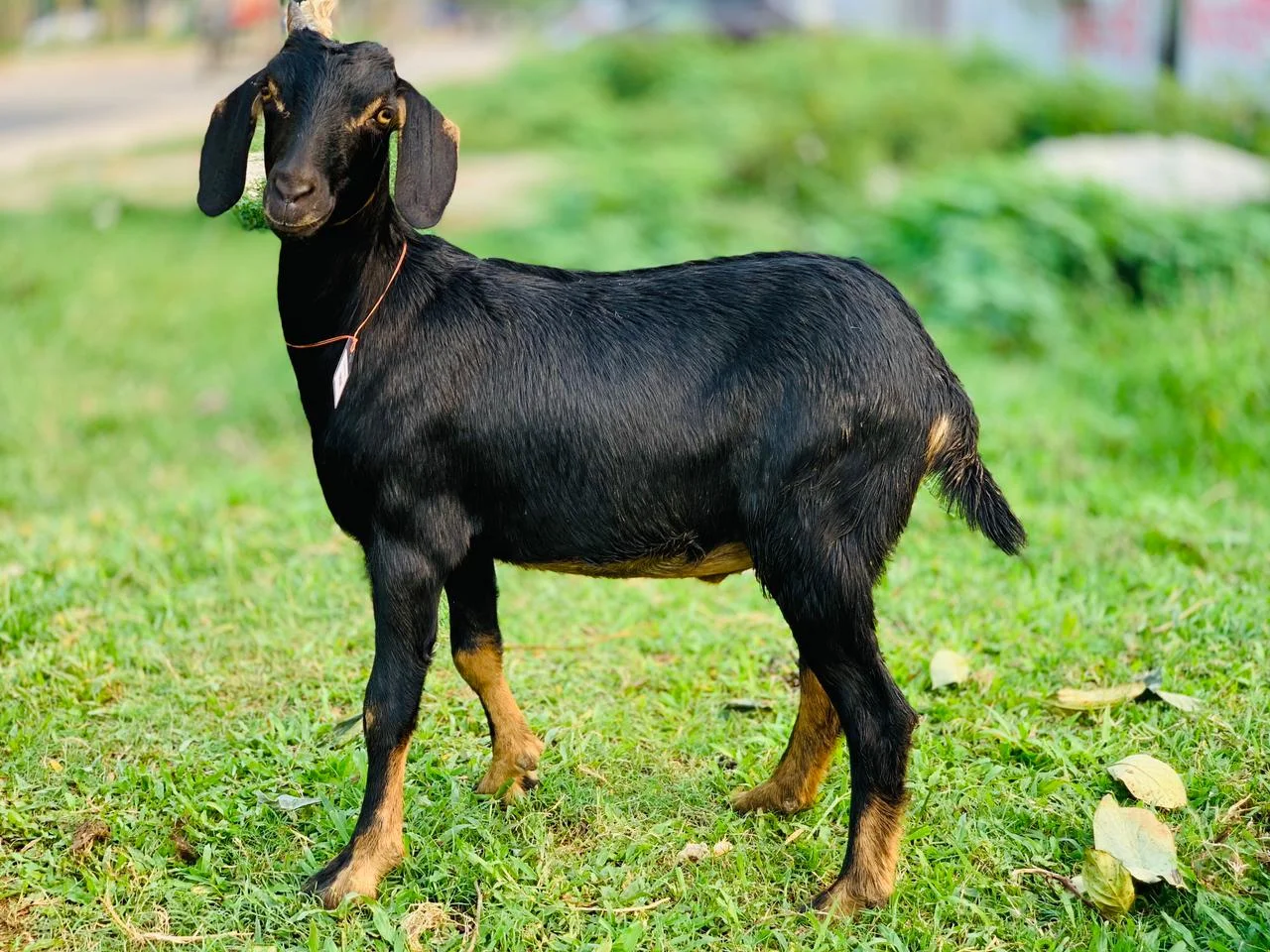 দেশী  ছাগল (20 KG) 